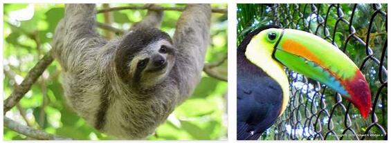Costa Rica Animals